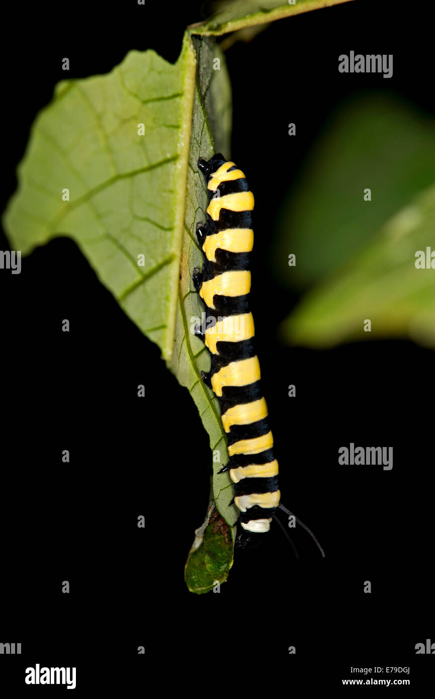 Larva of a glass wing butterfly (Methona spec., possibly Methona confusa), Tambopata Nature Reserve, Madre de Dios region, Peru Stock Photo