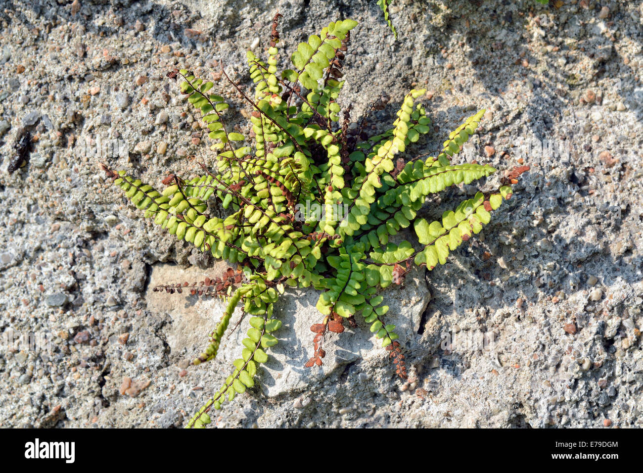 Maidenhair Spleenwort (Asplenum trichomanes), Lombardy, Italy Stock Photo