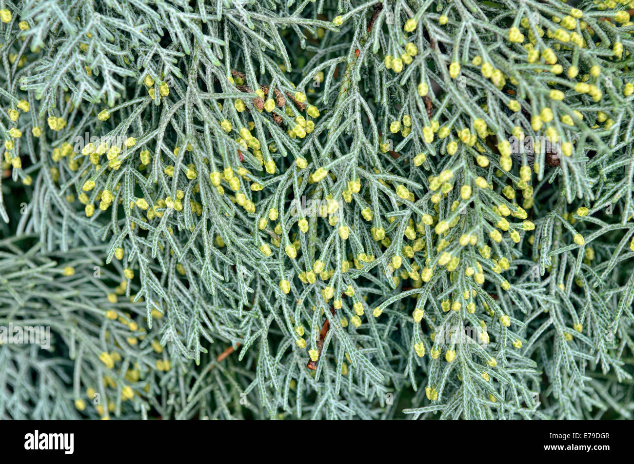 Male flowers of a Cypress (Cypressus sp.), Canton of Tessin, Switzerland Stock Photo