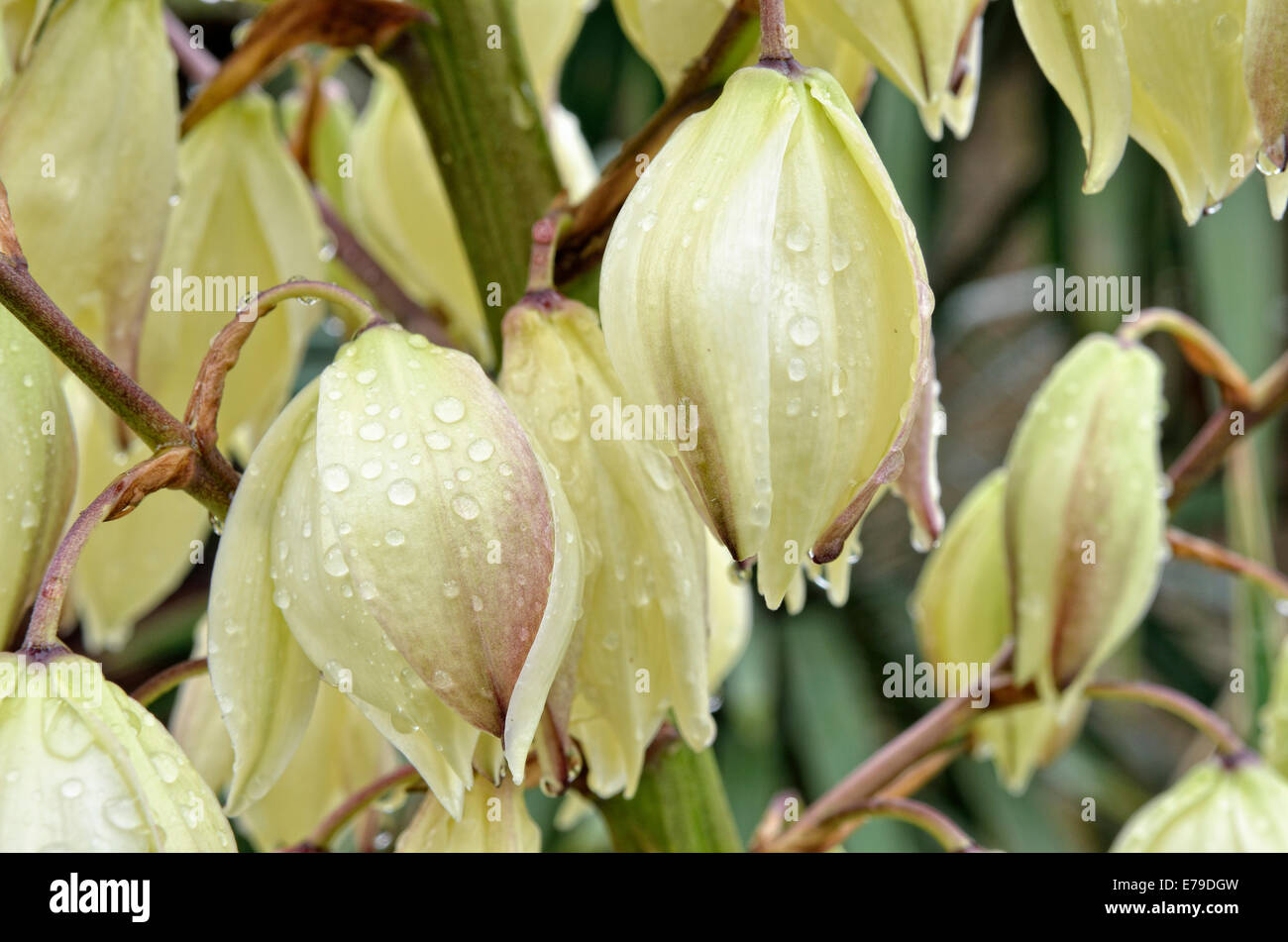 Adam's Needle, Spanish Bayonet or Spoon-leaf Yucca (Yucca filamentosa) during rain, Canton of Tessin, Switzerland Stock Photo