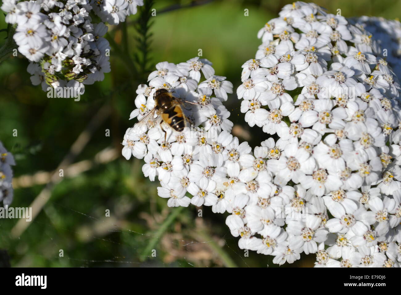bee on a wild flower Stock Photo