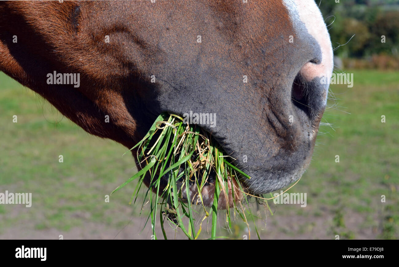 feeding horse Stock Photo