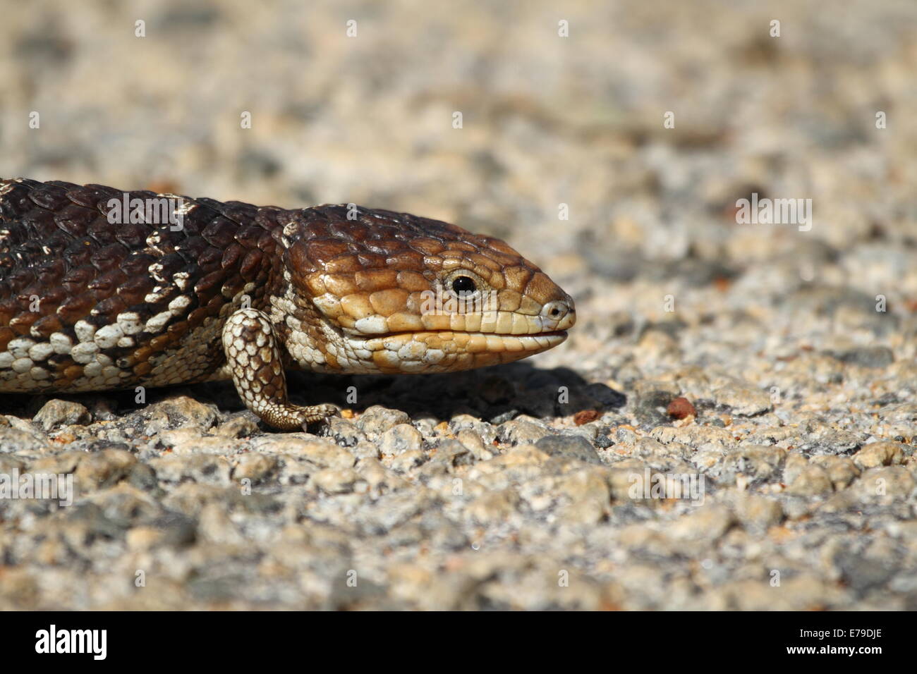 A blue-tongued lizard (correctly named blue-tongued skink) warms itself on a bitumen road one spring morning - Western Australia Stock Photo