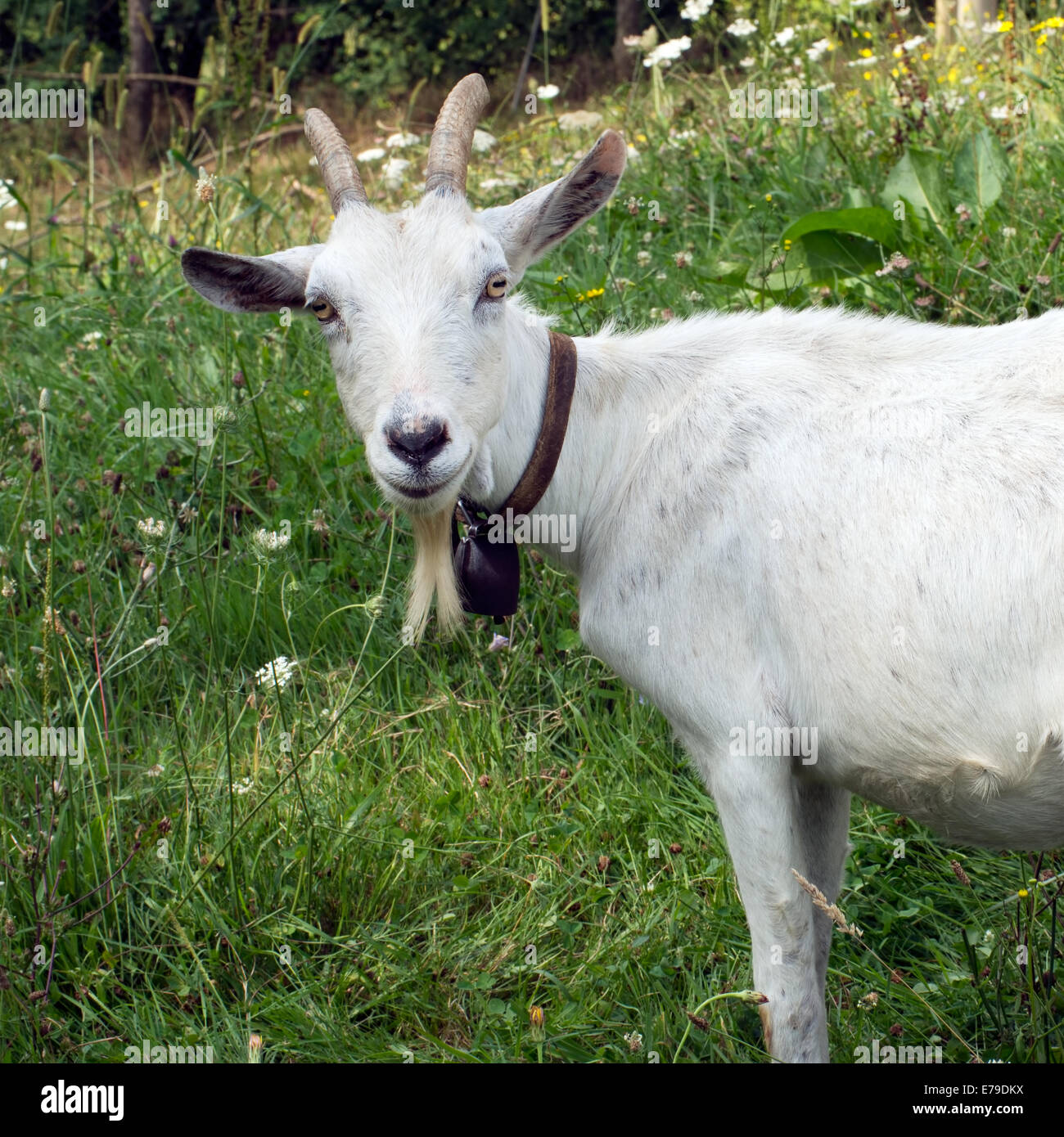 Curious white billygoat. Stock Photo
