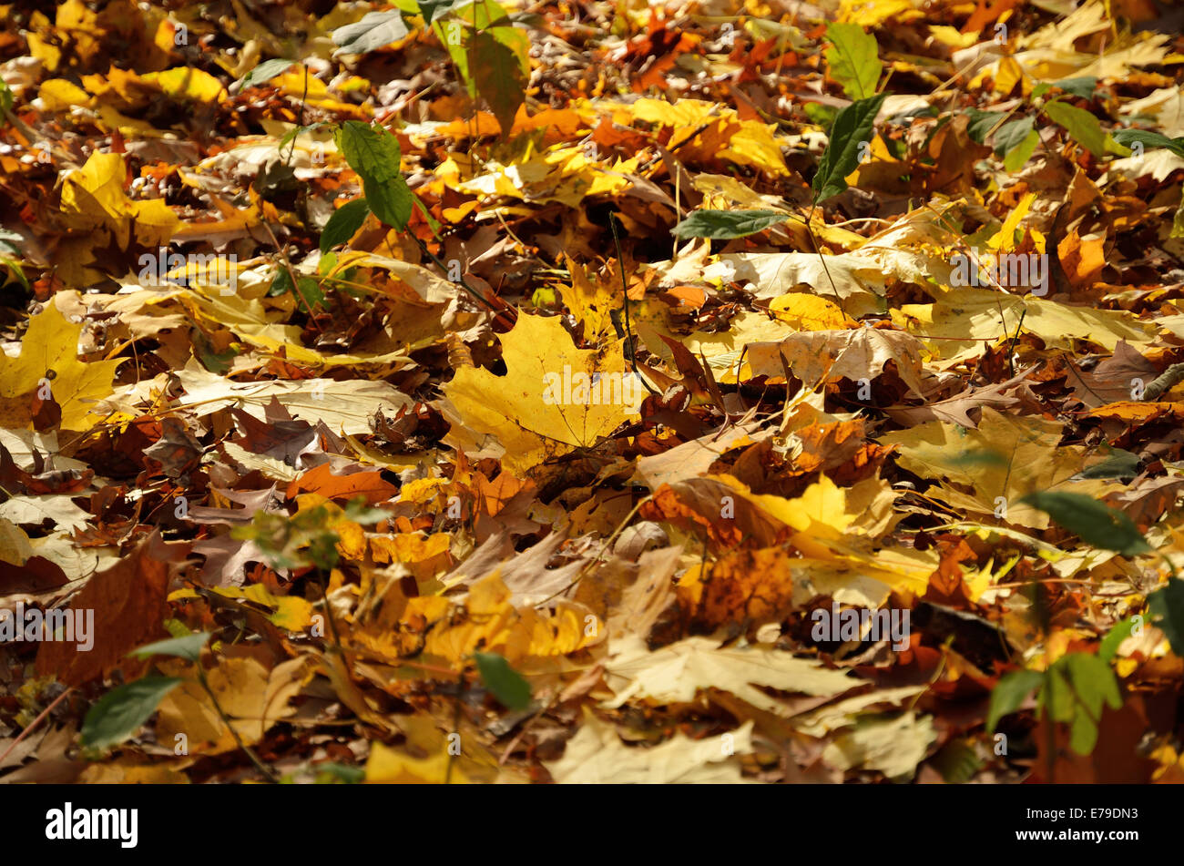 Autumnal floor of the fallen leaves Stock Photo - Alamy