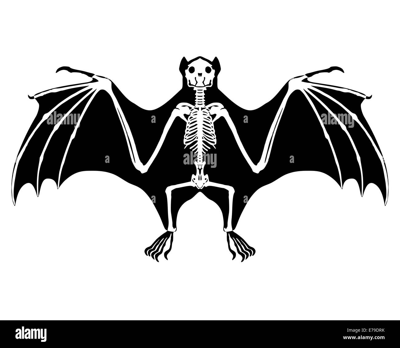 Bat mammal bones skeleton hi-res stock photography and images - Alamy