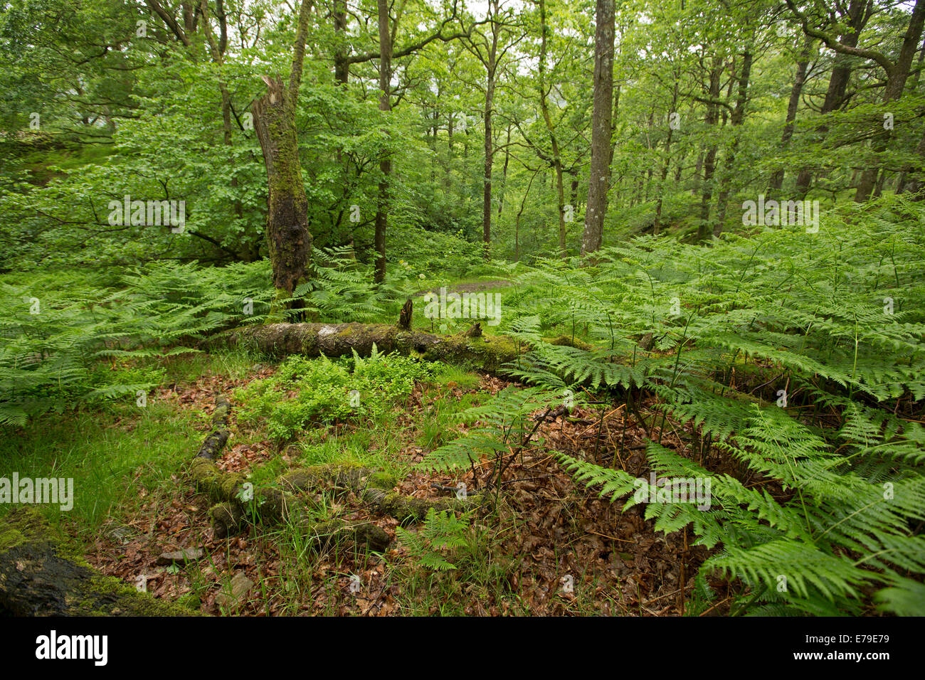 Woodland walk national trust hires stock photography and images Alamy