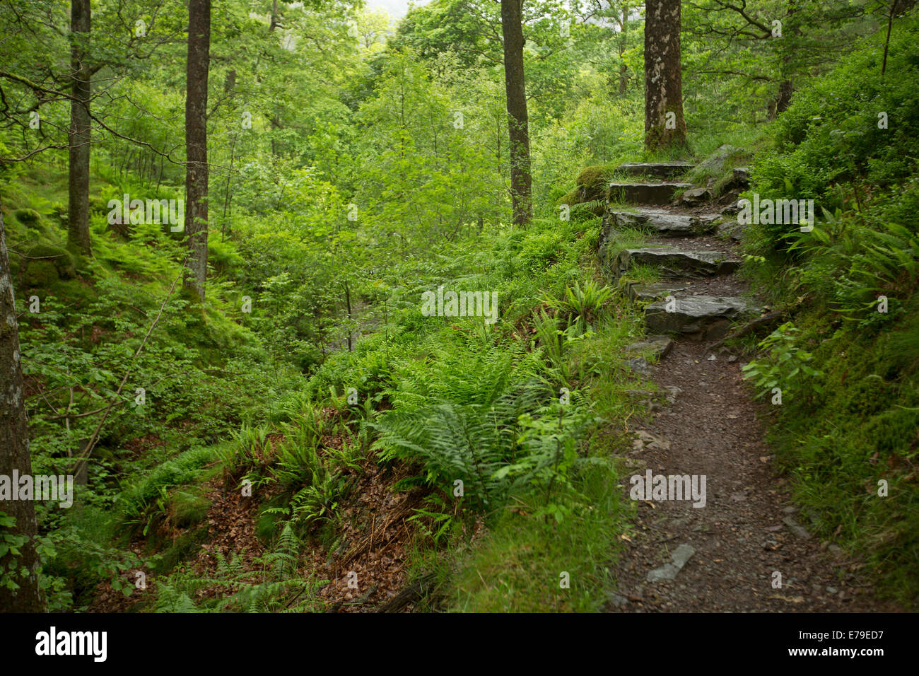 Walking trail and stone steps leading through woodlands of National Trust Monk Coniston estate in Lake District, Cumbria England Stock Photo