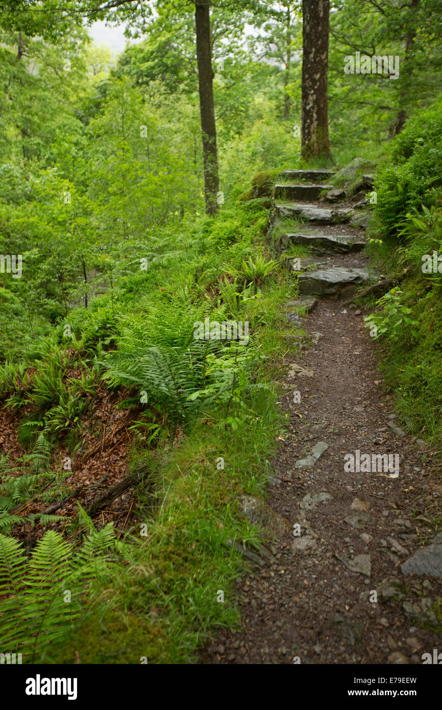 Walking trail and stone steps leading through woodlands of National Trust Monk Coniston estate in Lake District, Cumbria England Stock Photo