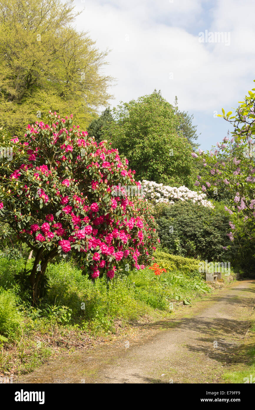 A single Rhododendron bush in the springtime with bright deep pink flowers, located in a garden area of Philips Park, Prestwich. Stock Photo