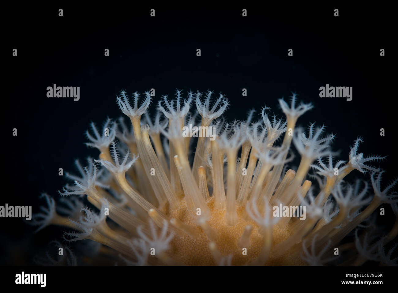 Polyp feeding hi-res stock photography and images - Alamy