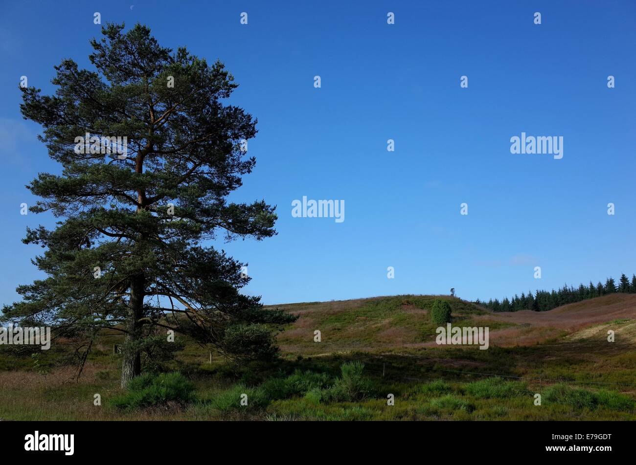Pine trees in heathland hi-res stock photography and images - Alamy