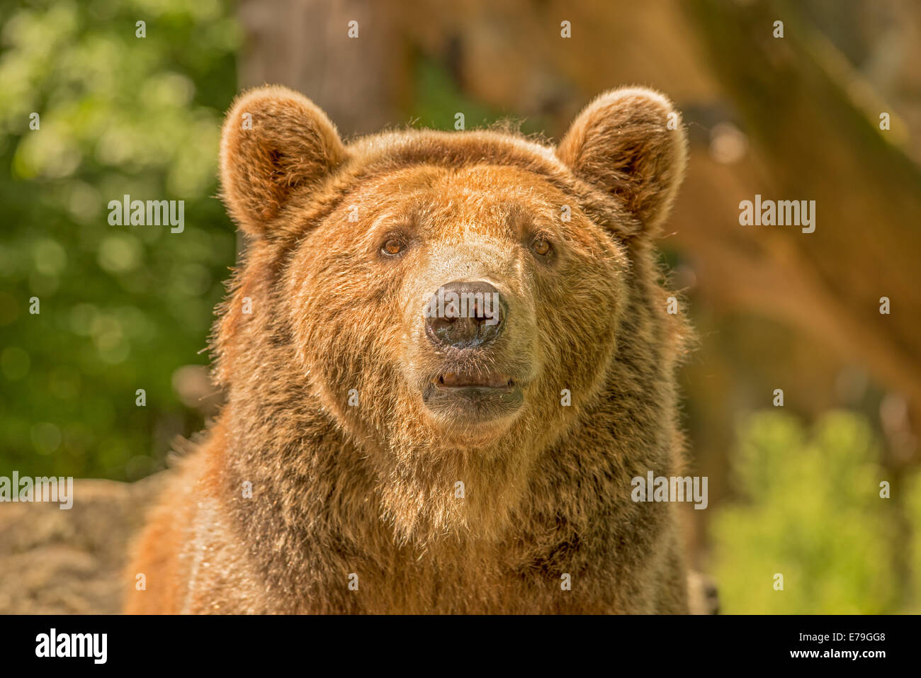 Brown bear  (Ursus arctos)   looking into the camera Stock Photo