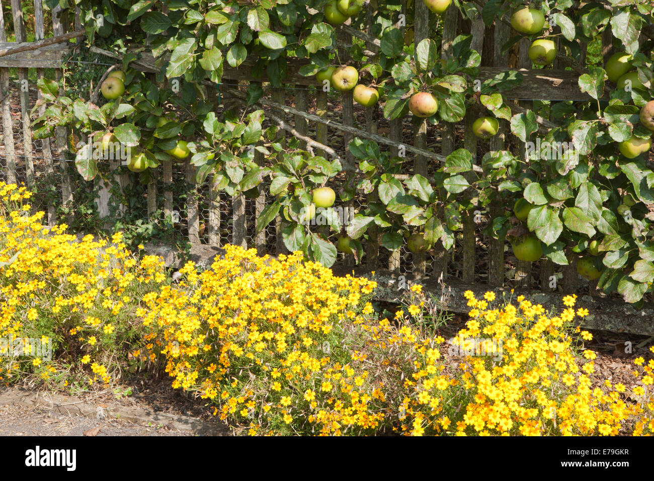 Apple - Woolbrooke Russet, growing in a boundary at RNS,rosemoor, North Devon. Stock Photo