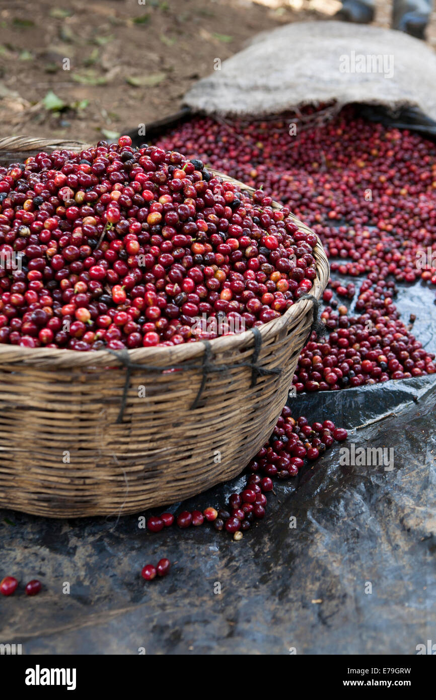 Coffee Production El Salvador Stock Photo - Alamy