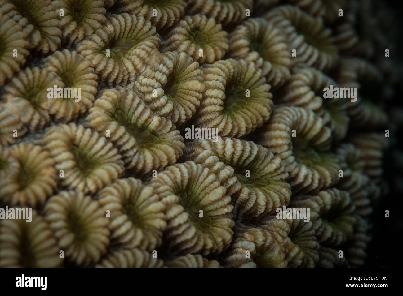 Eliptical star coral (Dichocoenia stokesii) in the Red Sea, Egypt Stock Photo