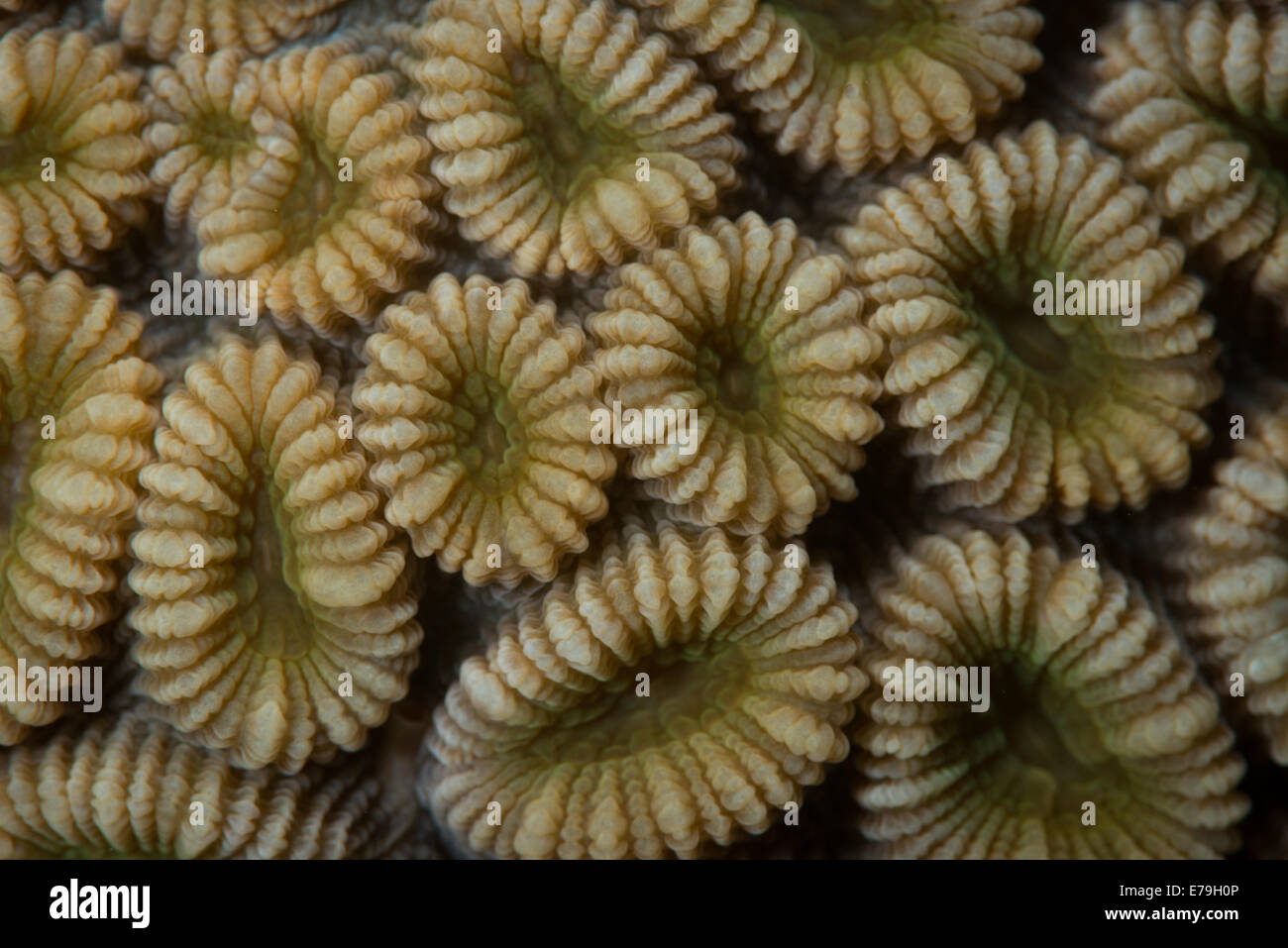 Eliptical star coral (Dichocoenia stokesii) in the Red Sea, Egypt Stock Photo