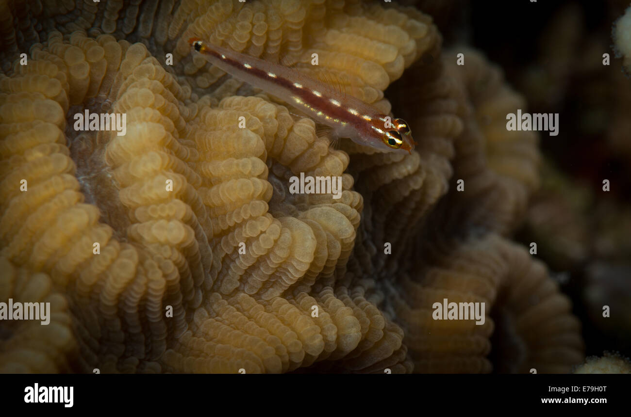 Blenny sits on Elliptical star coral (Dichocoenia stokesii), Red Sea, Egypt Stock Photo