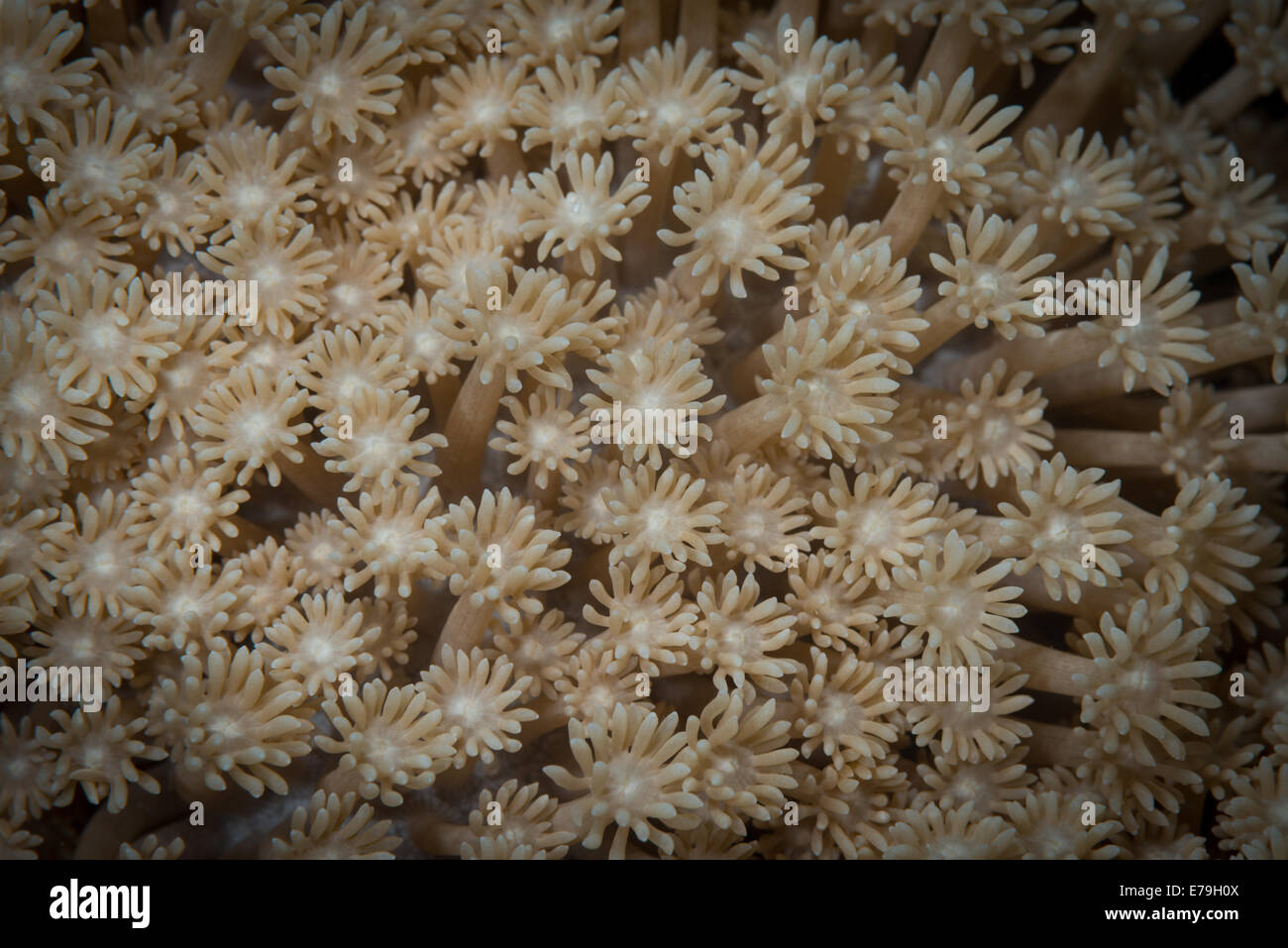 Elite Marine Life