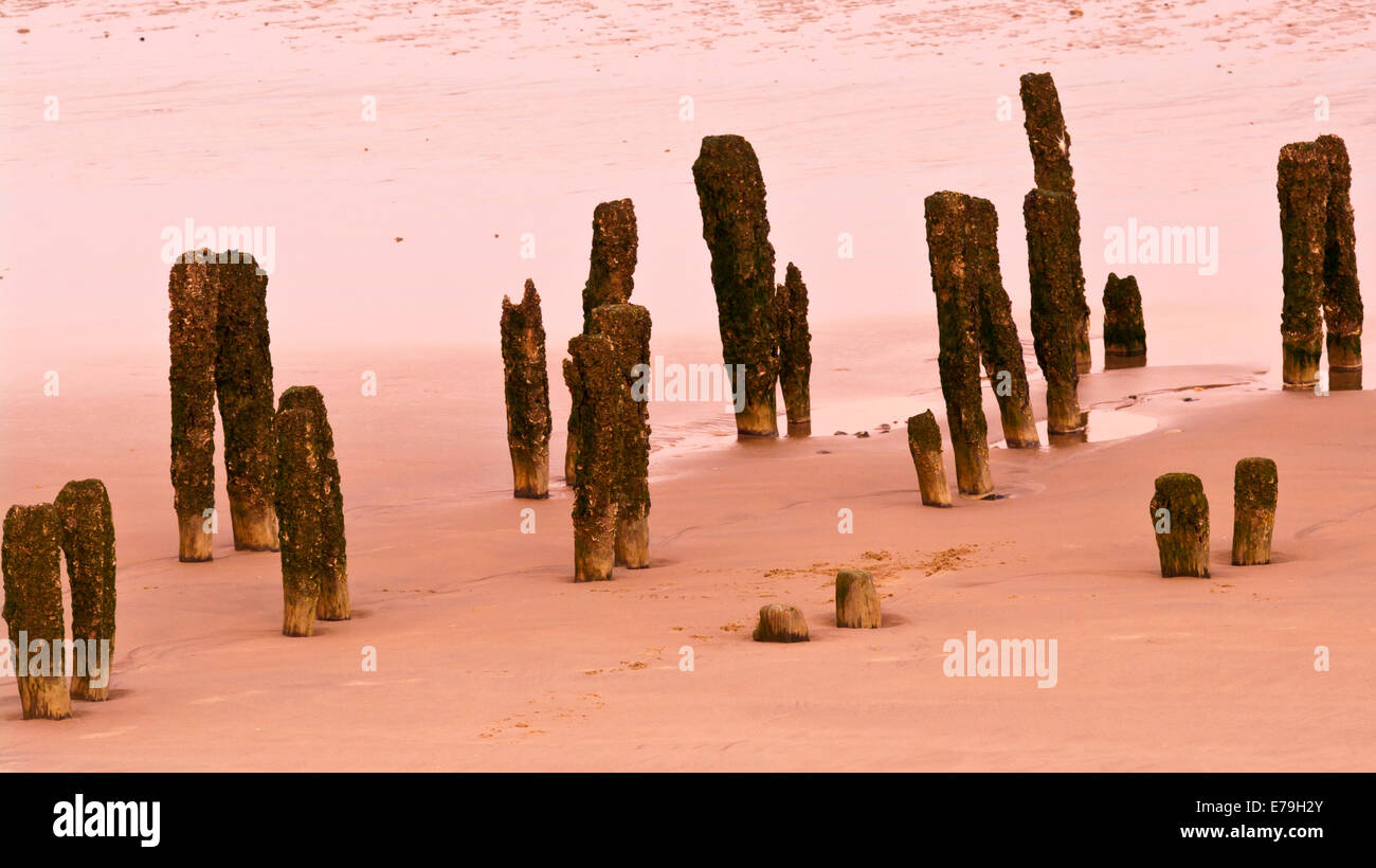 Decayed Wooden Pilings In A Beach Revealed at Low Tide Stock Photo