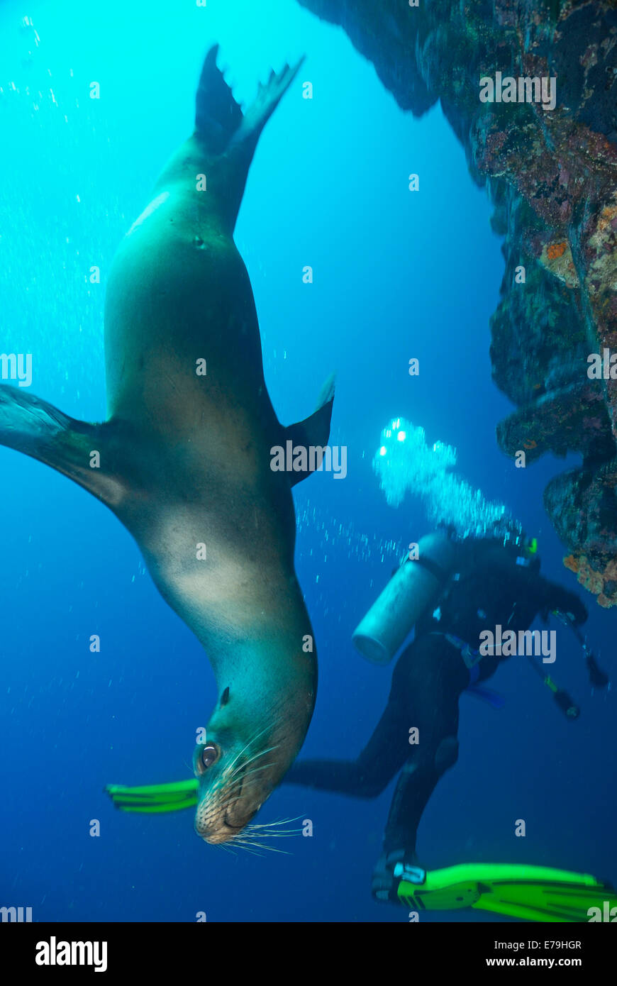 Scuba diving - Sea lion (Zalophus californianus) swimming by scuba diver, Galapagos archipelago, Wolf Island, Pacific Ocean Stock Photo