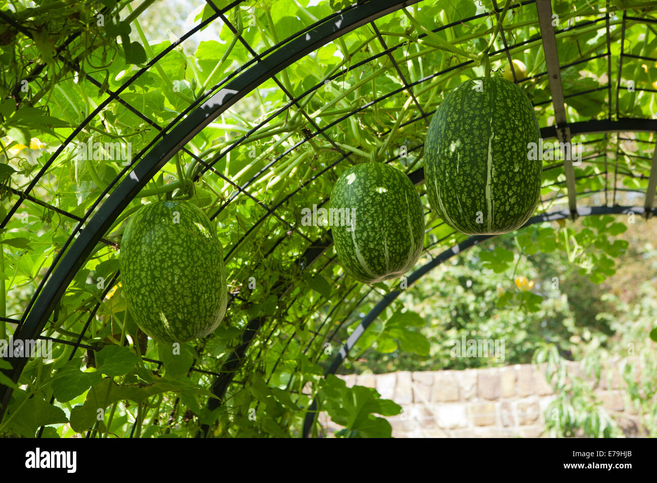 Fig-Leaf Gourd growing in Great Britain at RHS Rosemoor Garden in North Devon, out doors  on a frame in the Vegetable Garden. Stock Photo