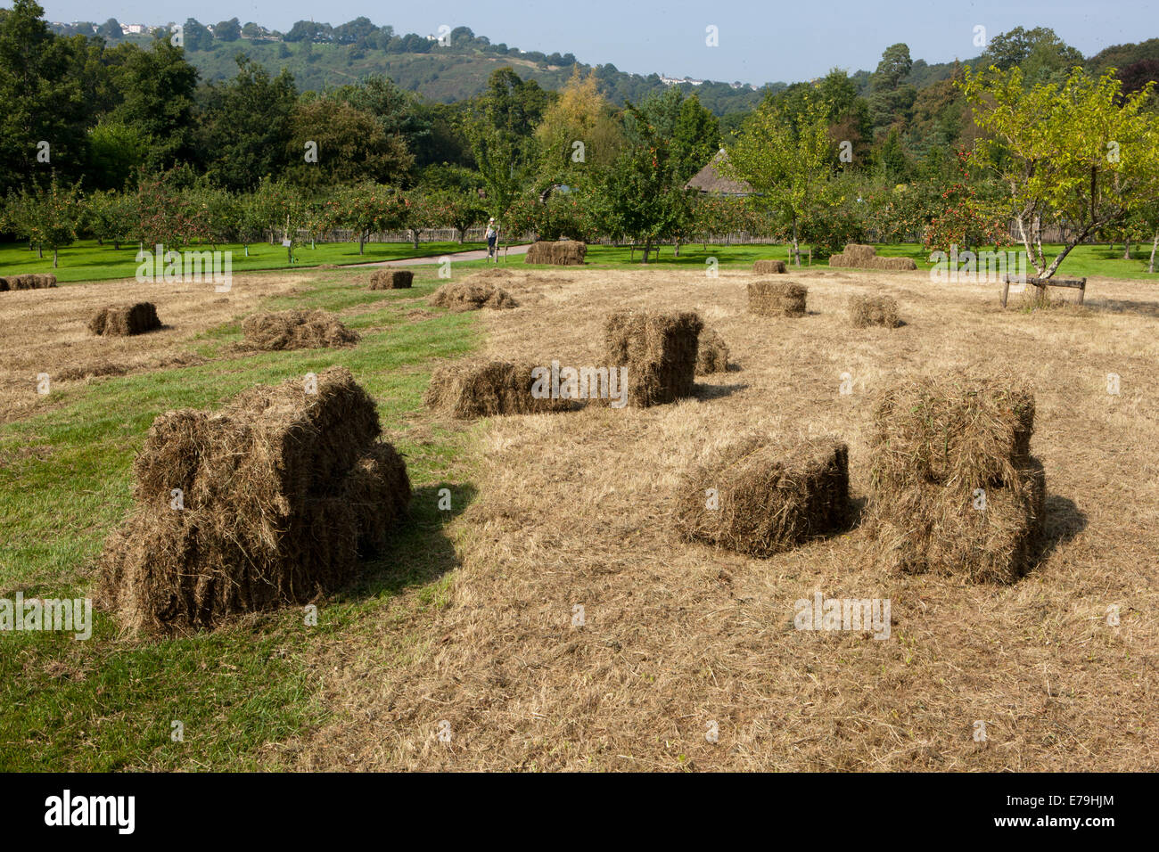 Bales of cut grass and wild flowers on  a meadow at RNS Rosemoor,North Devon. Stock Photo