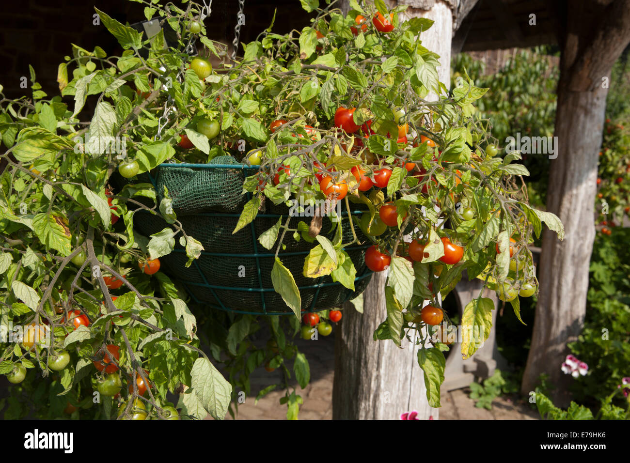 Tomato - Tumbler growing in a hanging basket outdoors in Devon Stock Photo