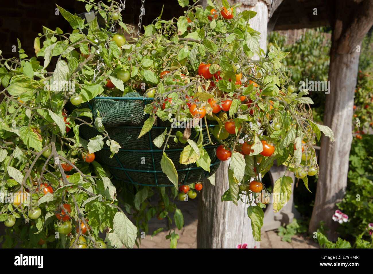 Tomato - Tumbler growing in a hanging basket outdoors RHS, Rosemoor ...