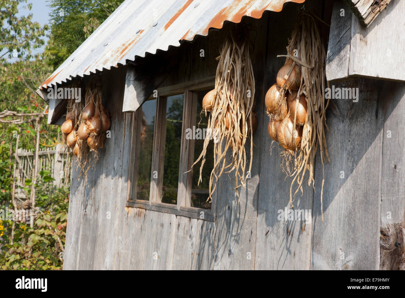 A bunches of onions drying out side  a garden potting shed  at RNS Rosemoor,North Devon. Stock Photo