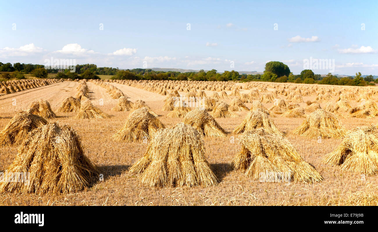 Wheat stooks harvested for thatching standing drying in a field after ...