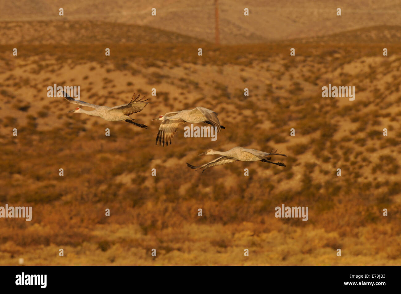 Sandhill Cranes flying over the water at Bosque Del Apache National ...