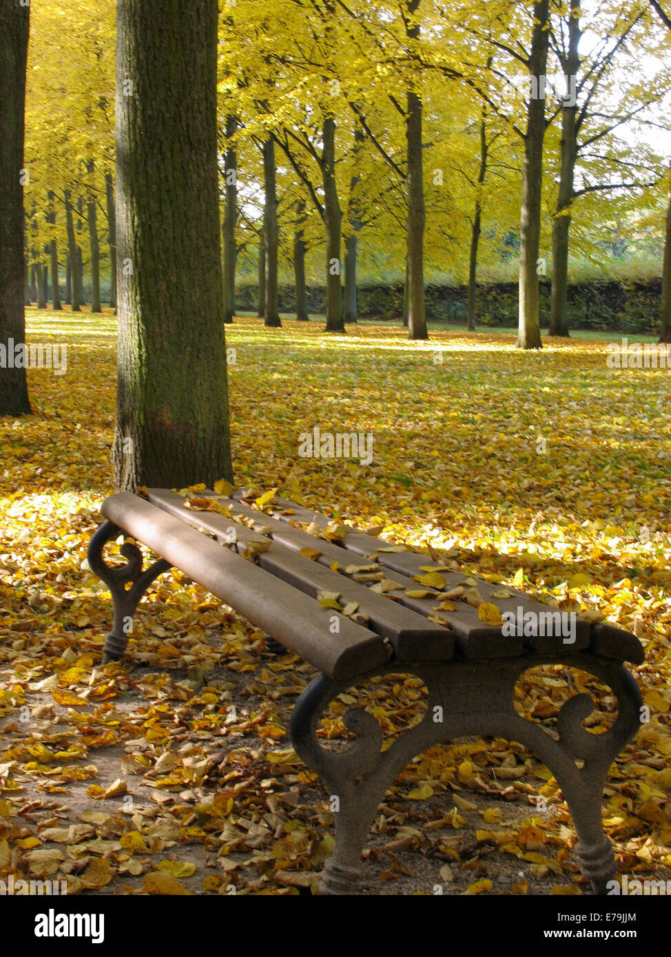 Colorful are the autumn leaves on the various trees in the French Garden of Celle. The park is a utility and pleasure garden in the court yard tradition of the early 17th century. Photo: Klaus Nowottnick Date: October 31, 2011 Stock Photo