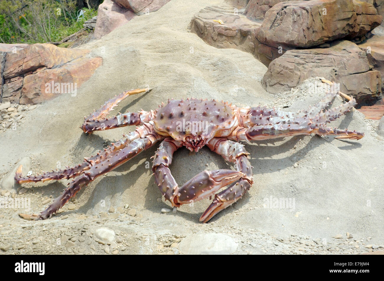 Sculpture of Red king crab (Paralithodes camtschaticus ) in the territory of the Oceanarium, Vladivostok, Russky Island Stock Photo