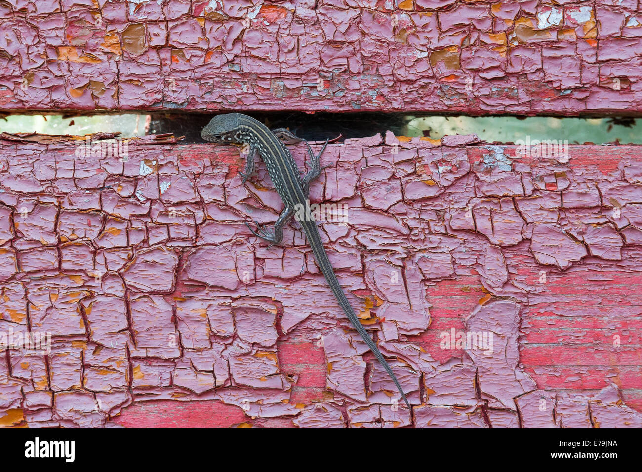 Lizard climbing hires stock photography and images Alamy