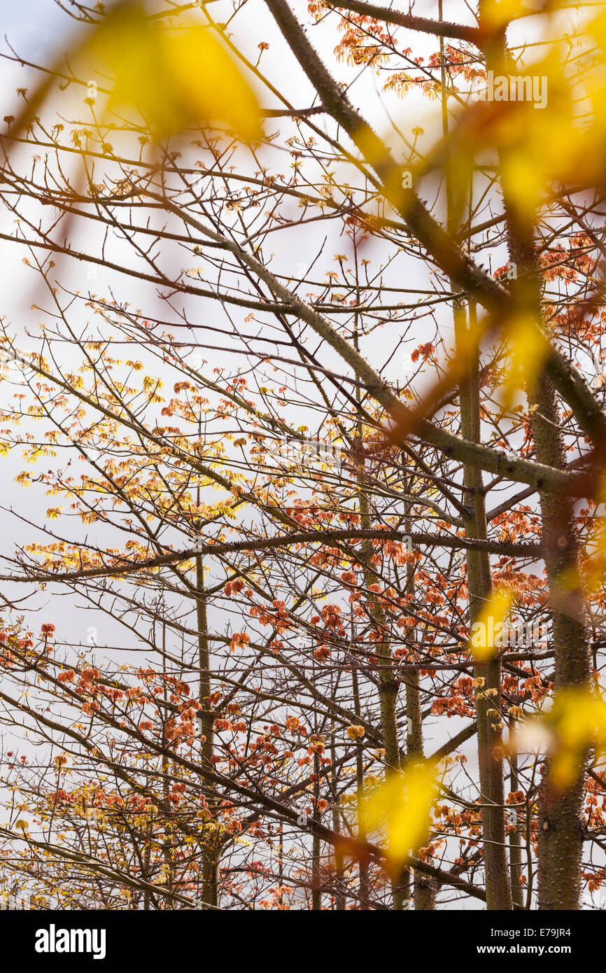 Unleafed Tree Branching tree hi-res stock photography and images - Alamy