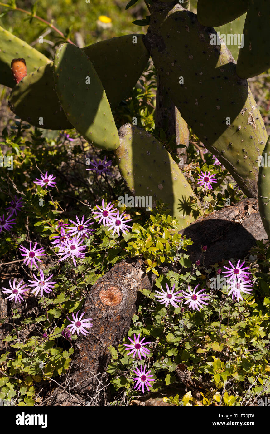 Pericallis Lanata growing around the base of a cactus, Tenerife, Canary Islands, Spain Stock Photo