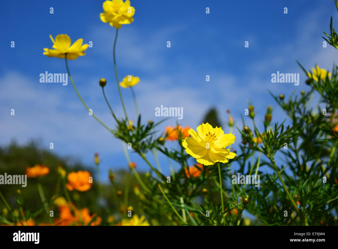 Calendula flowers at garden Stock Photo