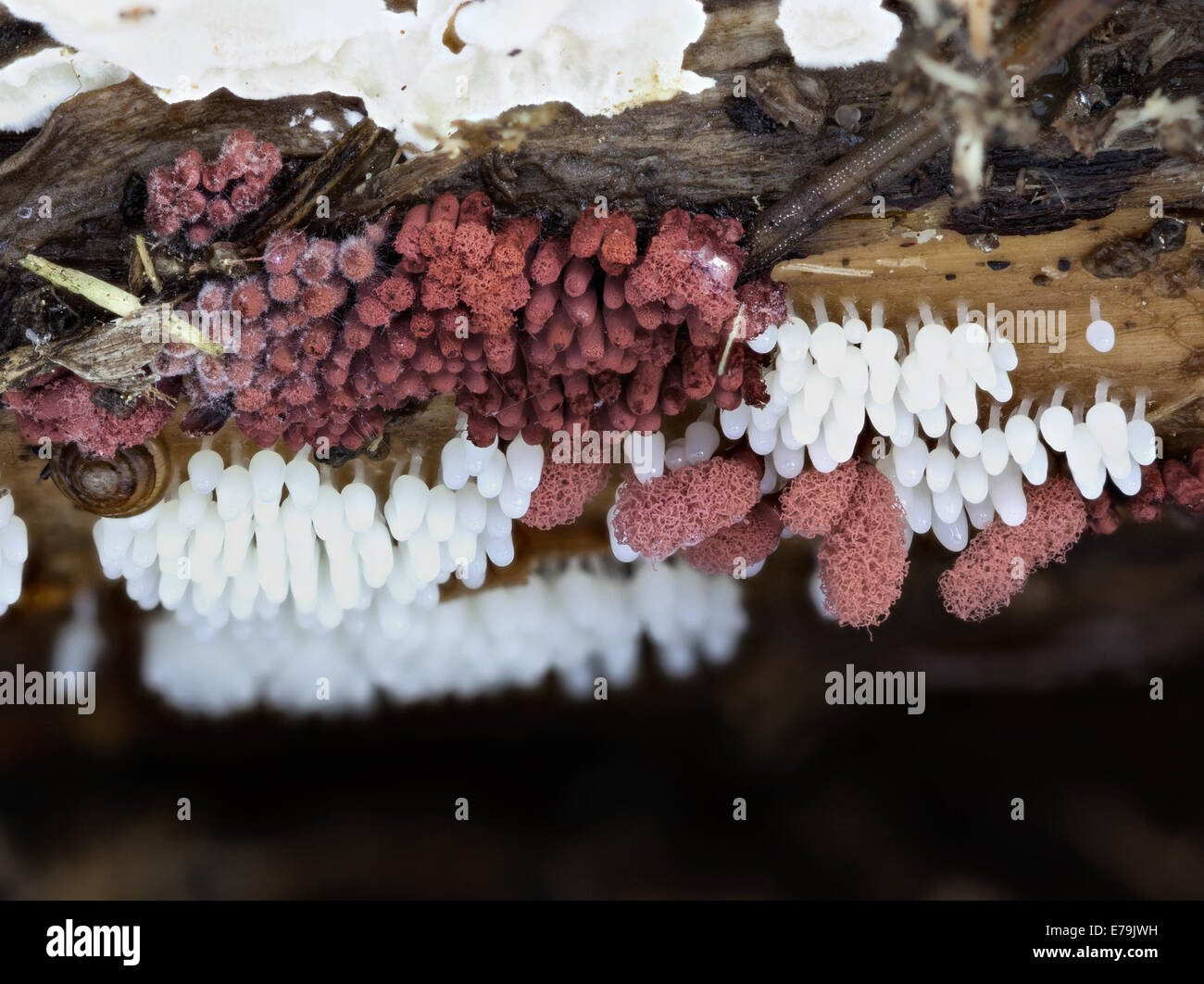 Red and white Arcyria slime molds Stock Photo