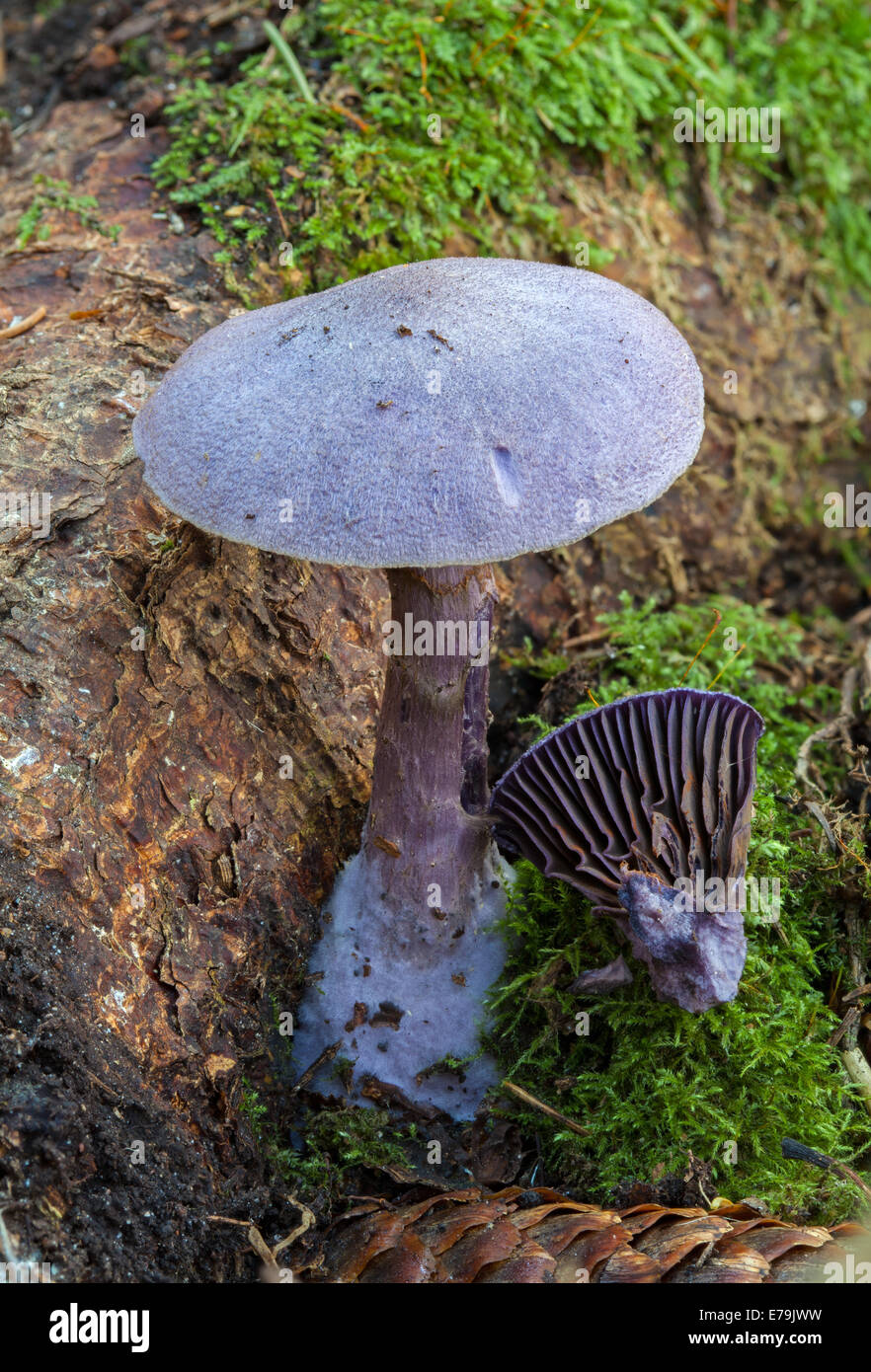 Cortinarius violaceus mushroom Stock Photo