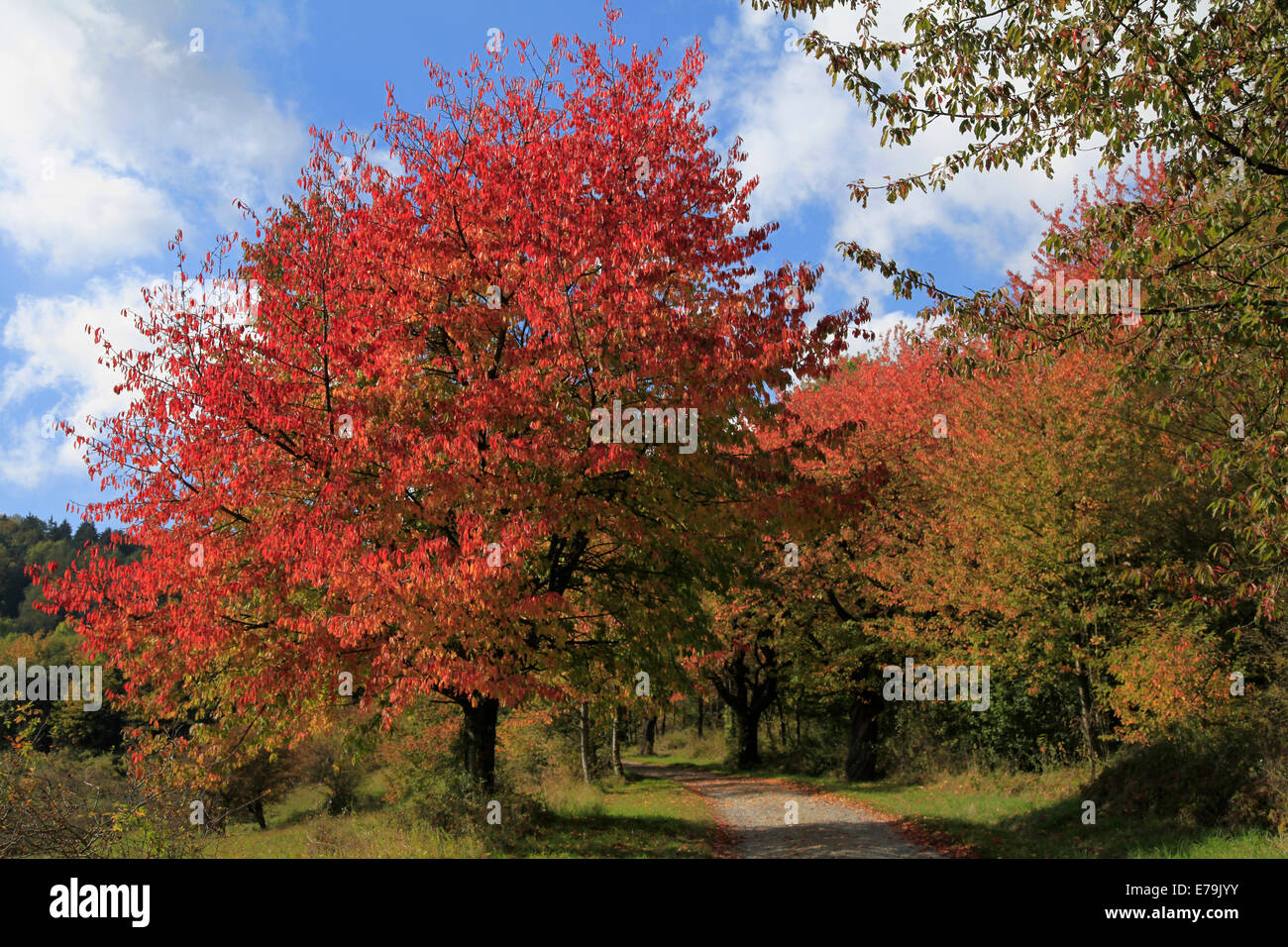 Colorful autumn leaves on the trees in the Rhoen near Wiesenthal. Photo: Klaus Nowottnick Date: October 9, 2012 Stock Photo