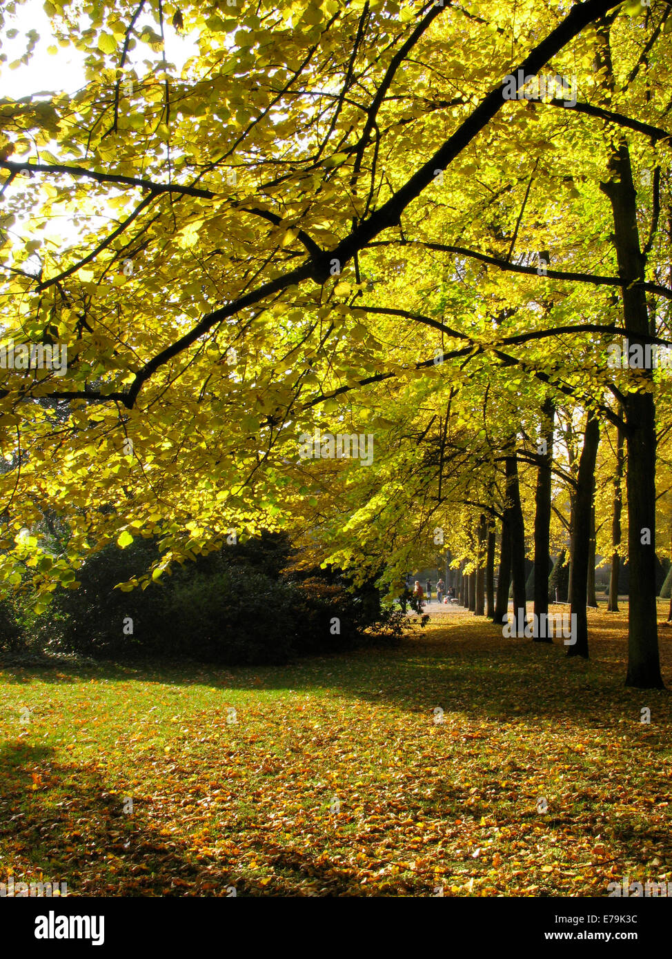 Colorful are the autumn leaves on the various trees in the French Garden of Celle. The park is a utility and pleasure garden in the court yard tradition of the early 17th century. Photo: Klaus Nowottnick Date: October 31, 2011 Stock Photo