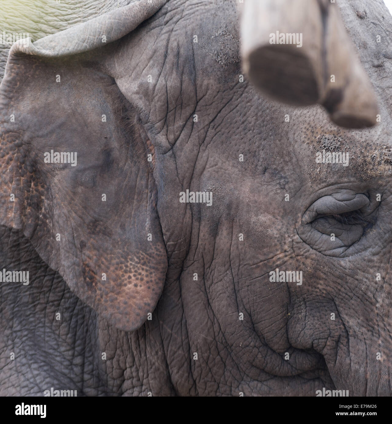 Very big elephant sad in the cage Stock Photo