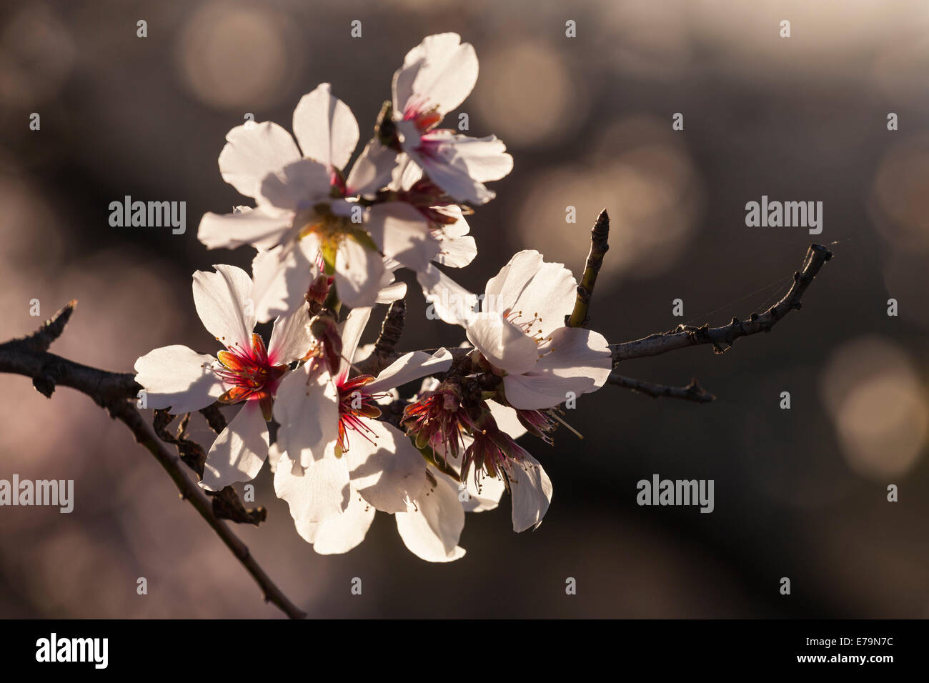 Prunus dulcis, almond trees in bloom in February near to Santiago del Teide on Tenerife, Canary Islands, Spain. Stock Photo