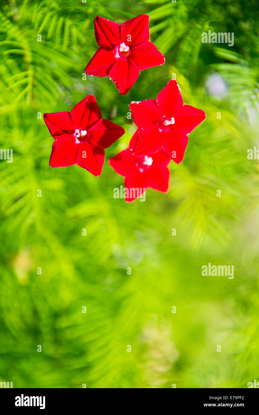 quamoclit, small red flowers Stock Photo