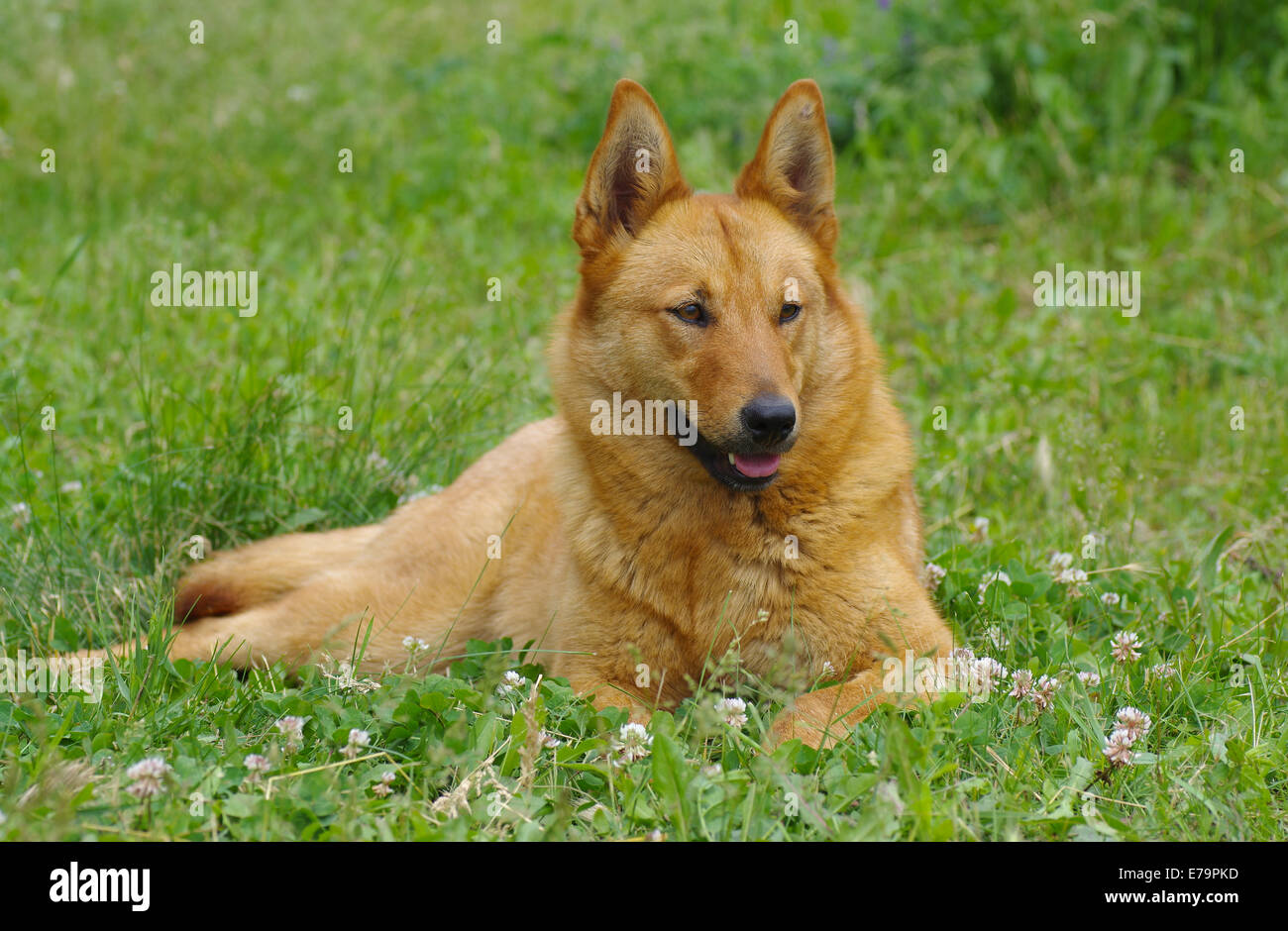 Young mixed breed dog having rest in the spring grass Stock Photo - Alamy