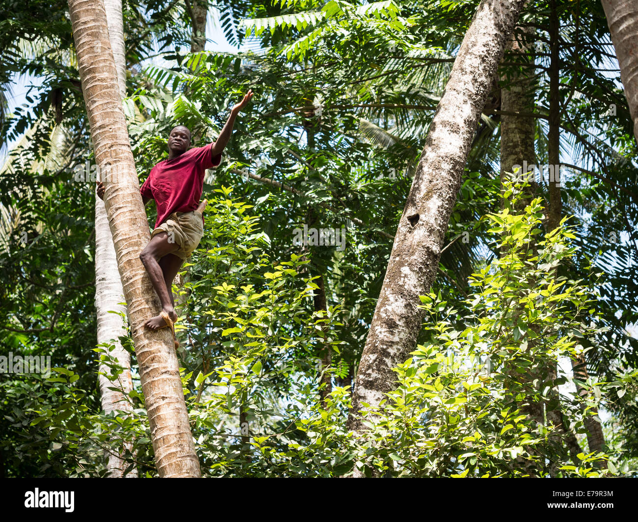 A man climbing a tree to get coconuts, Zanzibar island, Africa. Stock Photo