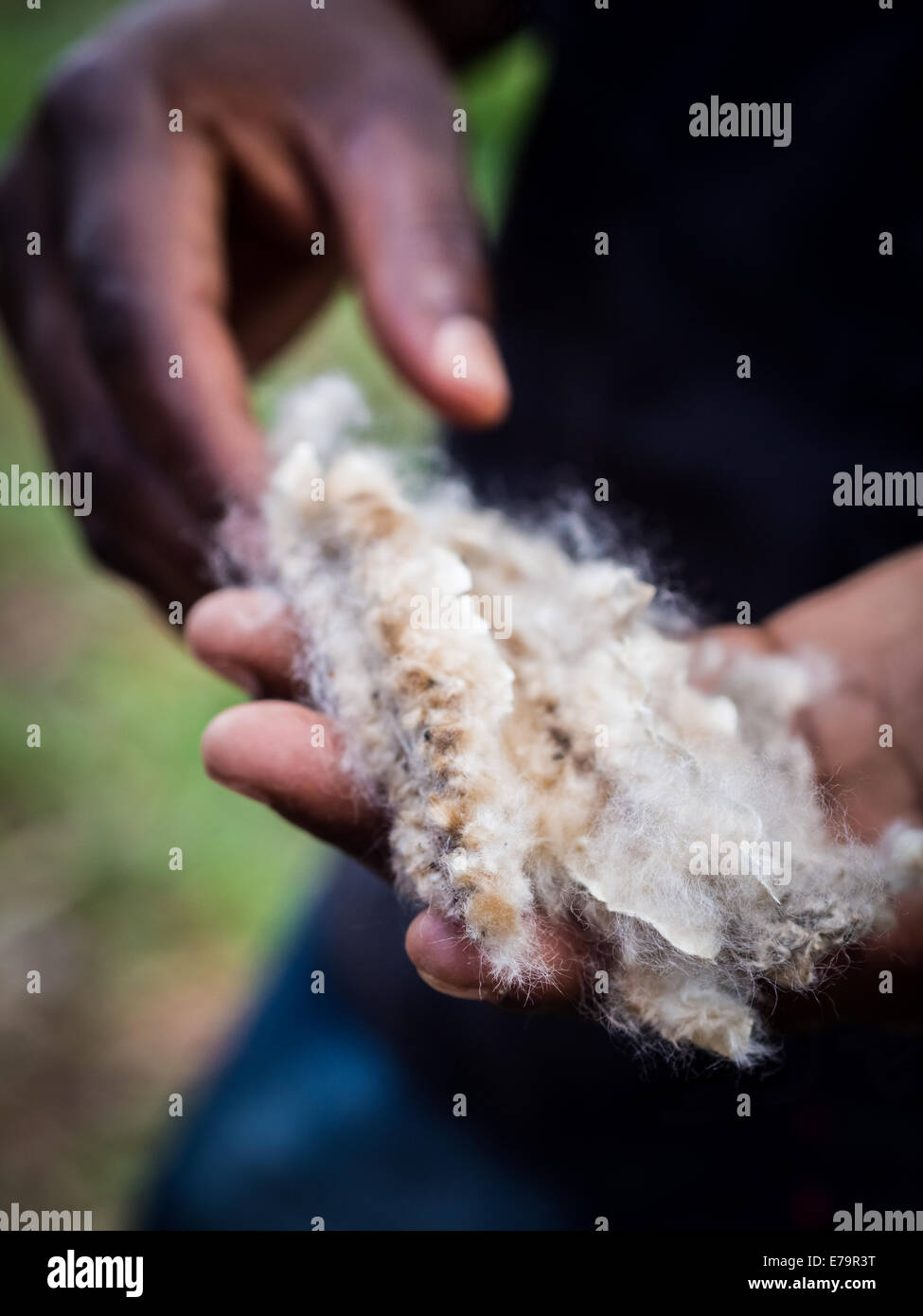 Cotton Pod Stock Photos & Cotton Pod Stock Images Alamy