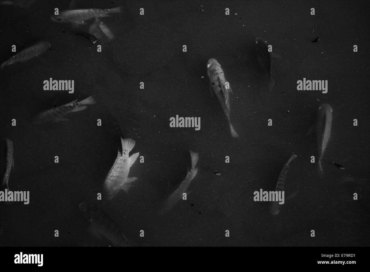 Fish in murky pond - Fish swimming near the surfact of a pond (black and white) Stock Photo
