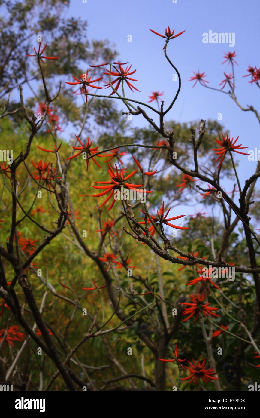 Tree with orange flowers - Tree growing in a park with orange, chili shaped flowers Stock Photo